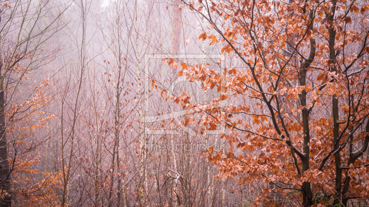 Bild-Nr.: 11970098 Autumn Colours erstellt von luxpediation