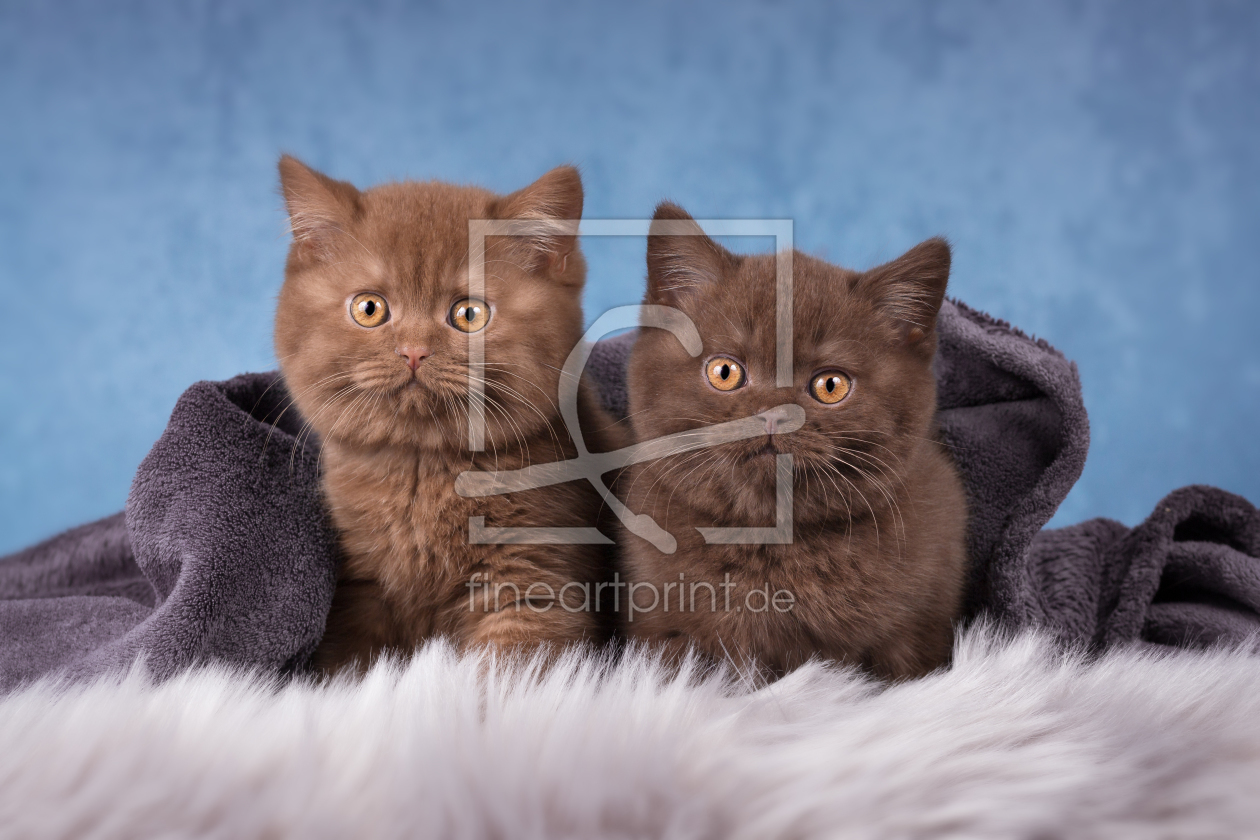 Bild-Nr.: 11970115 zwei süße Britisch Kurzhaar Katzenkinder  erstellt von Wabi-Sabi-Katzenfotografie