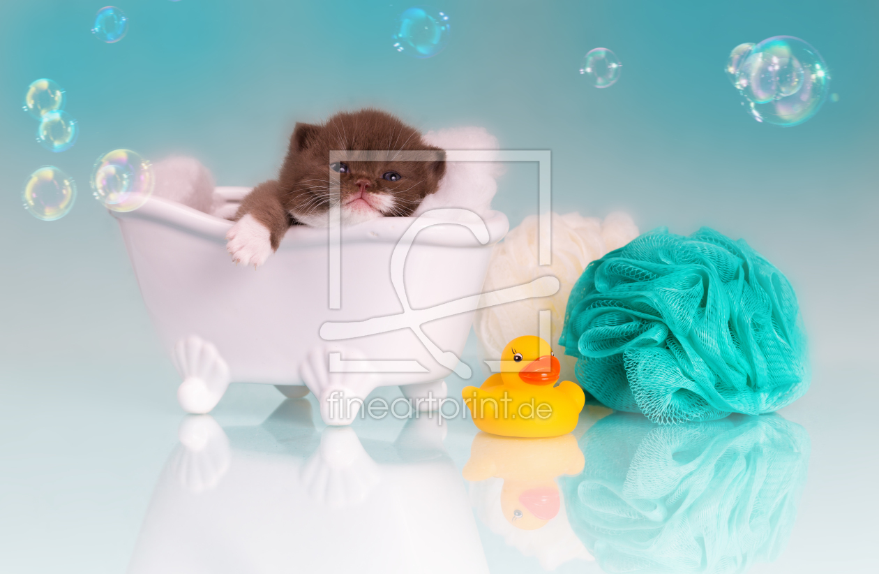 Bild-Nr.: 11970128 Relax - Britisch Kurzhaar Katzenkind in Badewanne erstellt von Wabi-Sabi-Katzenfotografie