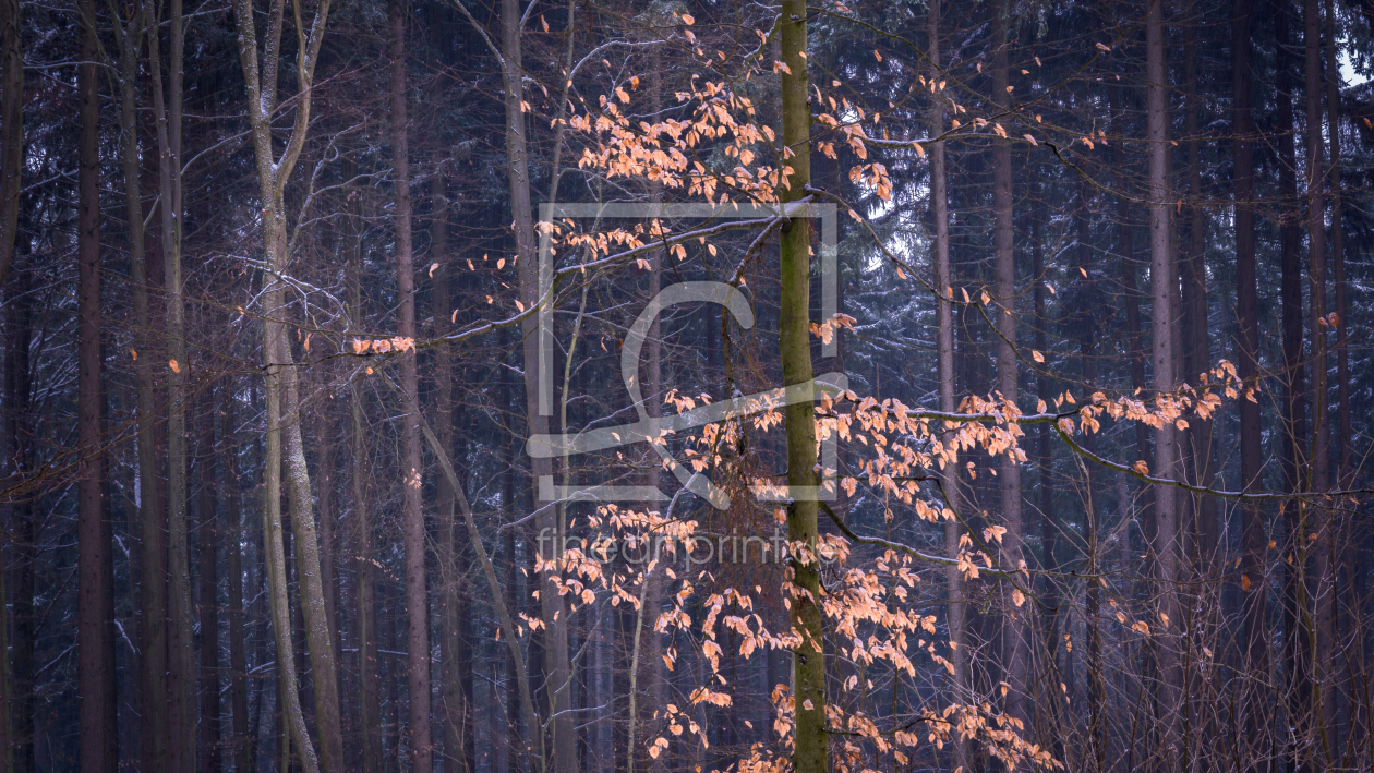 Bild-Nr.: 11970237 Blätter im Winterwald erstellt von luxpediation