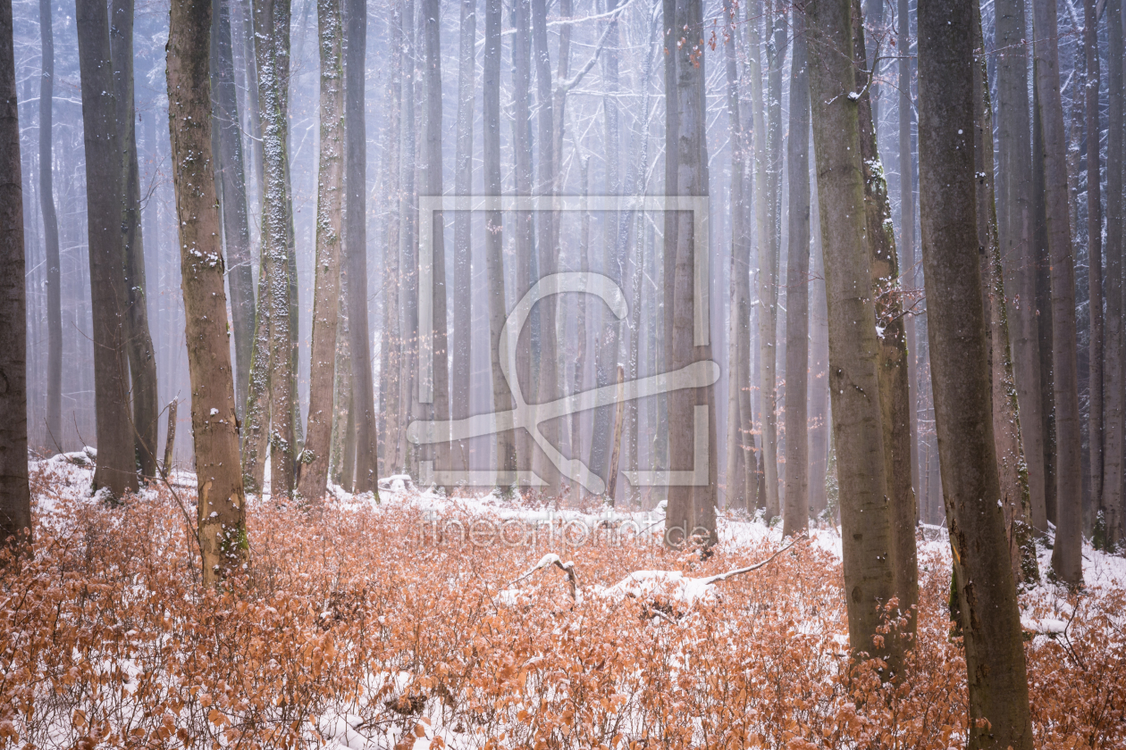 Bild-Nr.: 11970506 Woodland Snow - Natur Meditation der Stille erstellt von luxpediation