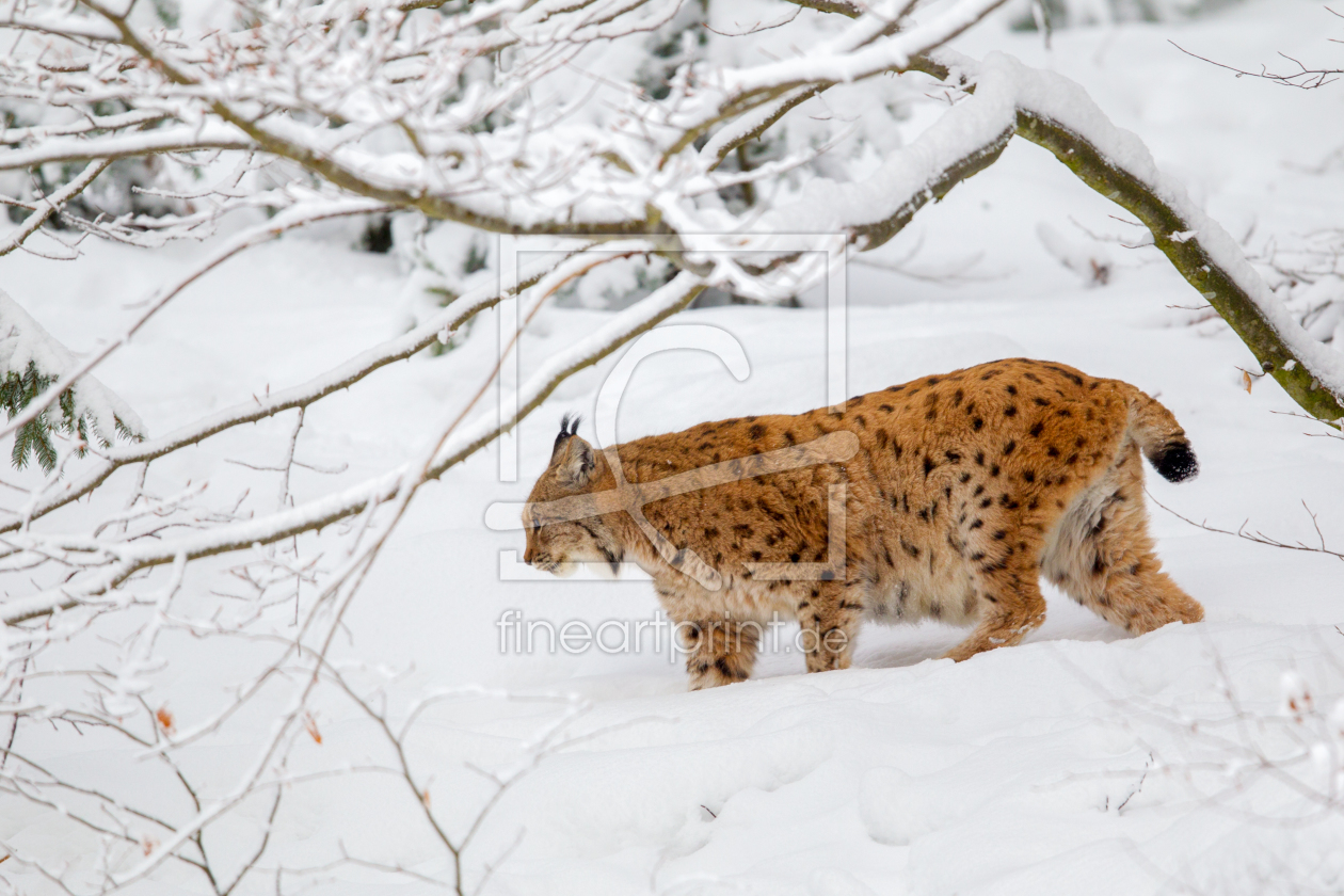 Bild-Nr.: 11970518 Luchs im Winter erstellt von DirkR