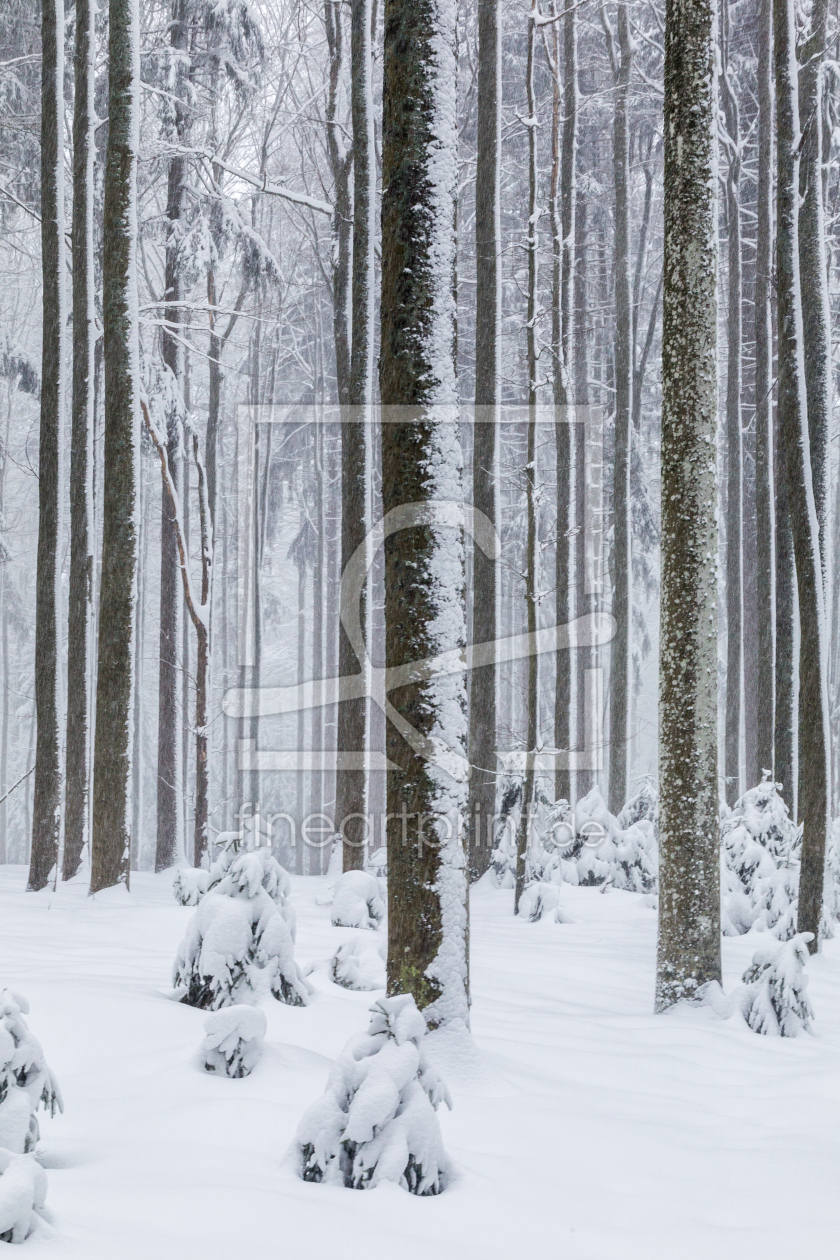 Bild-Nr.: 11971036 Winter im Bayrischen Wald erstellt von DirkR