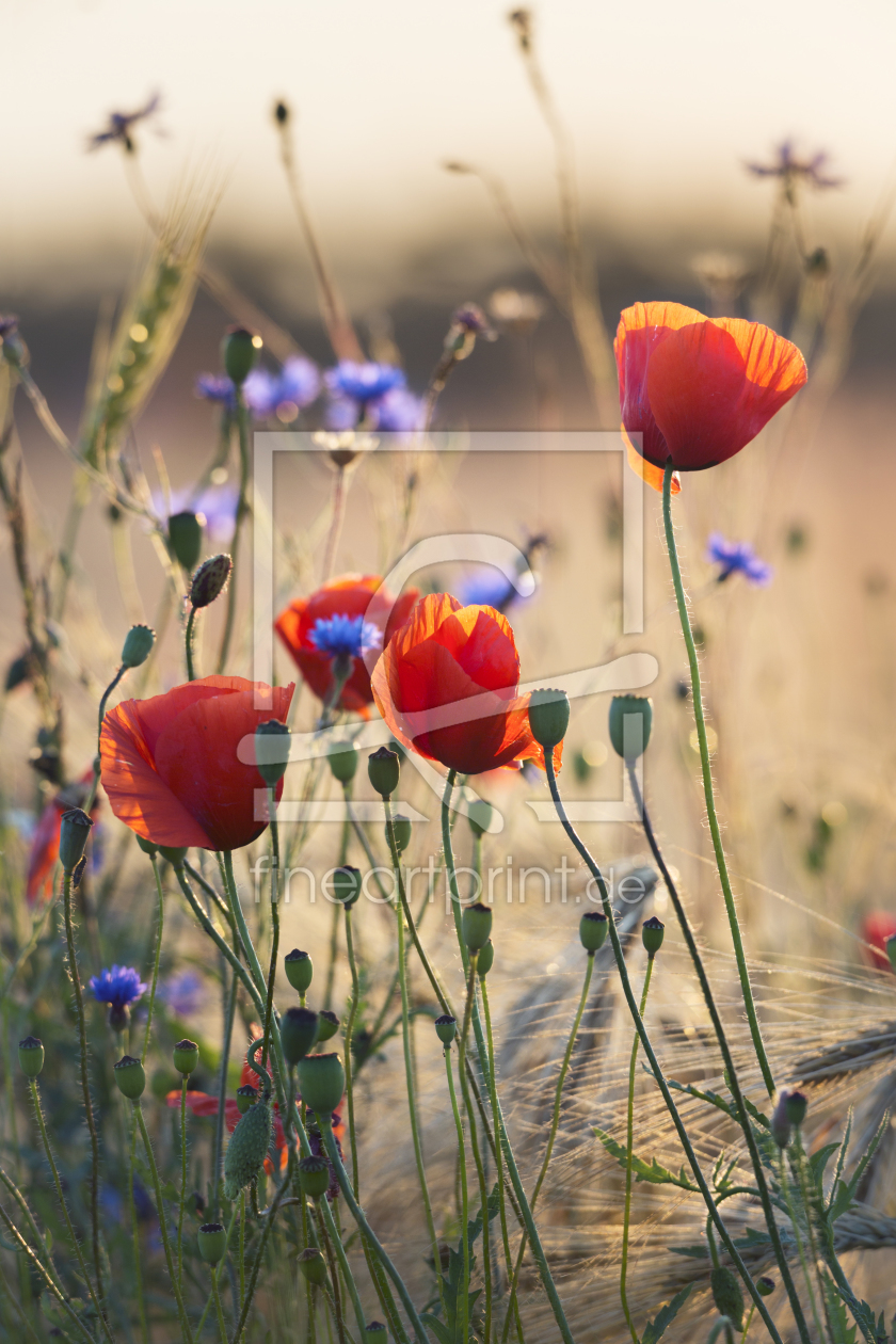 Bild-Nr.: 11971091 Mohn und Kornblumen erstellt von KundenNr-294234