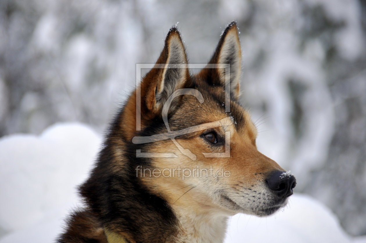 Bild-Nr.: 11972126 Schlittenhund erstellt von GUGIGEI