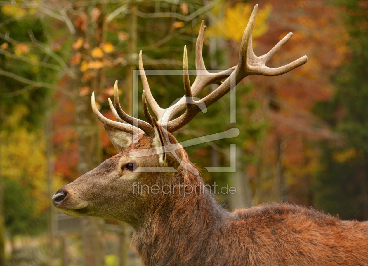 Bild-Nr.: 11972173 Hirsch im Herbstwald erstellt von GUGIGEI