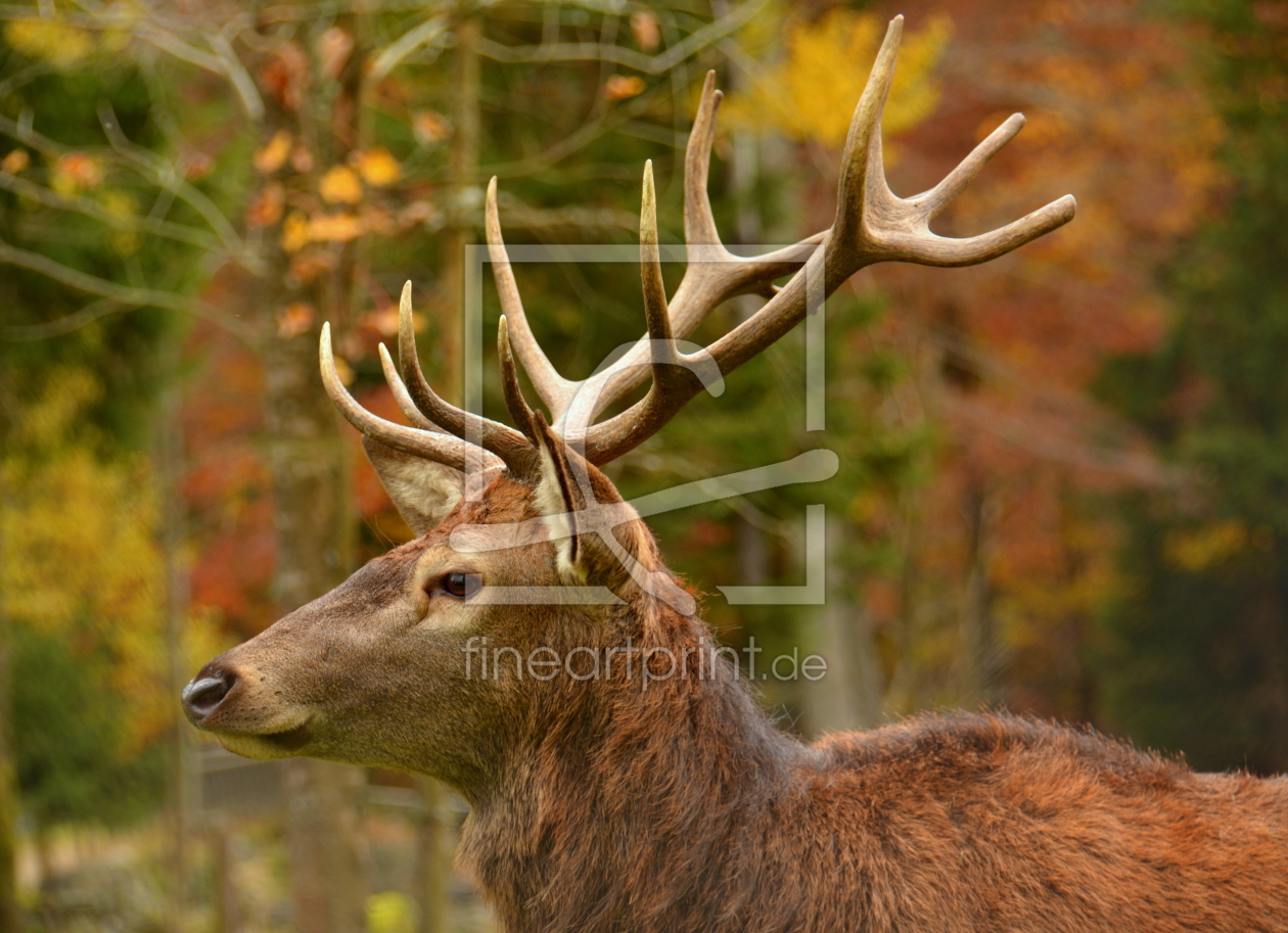 Bild-Nr.: 11972173 Hirsch im Herbstwald erstellt von GUGIGEI