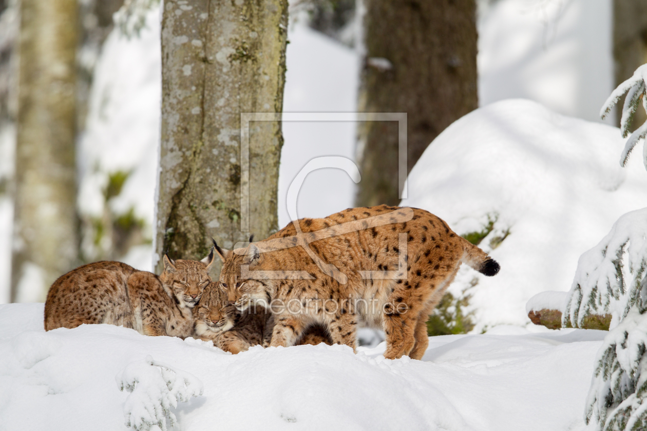 Bild-Nr.: 11972484 Luchs-Familie im Schnee erstellt von DirkR