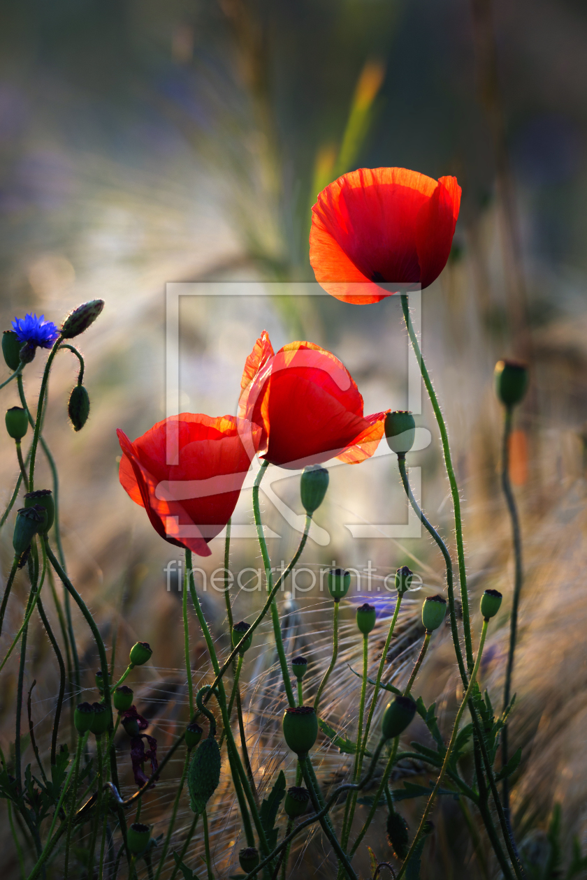 Bild-Nr.: 11972610 Mohn und Kornblumen erstellt von KundenNr-294234