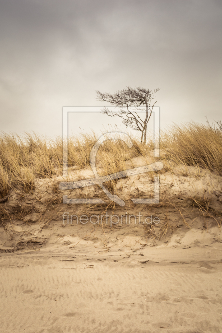 Bild-Nr.: 11972822 Strand-Baum am Weststrand im Darß erstellt von luxpediation