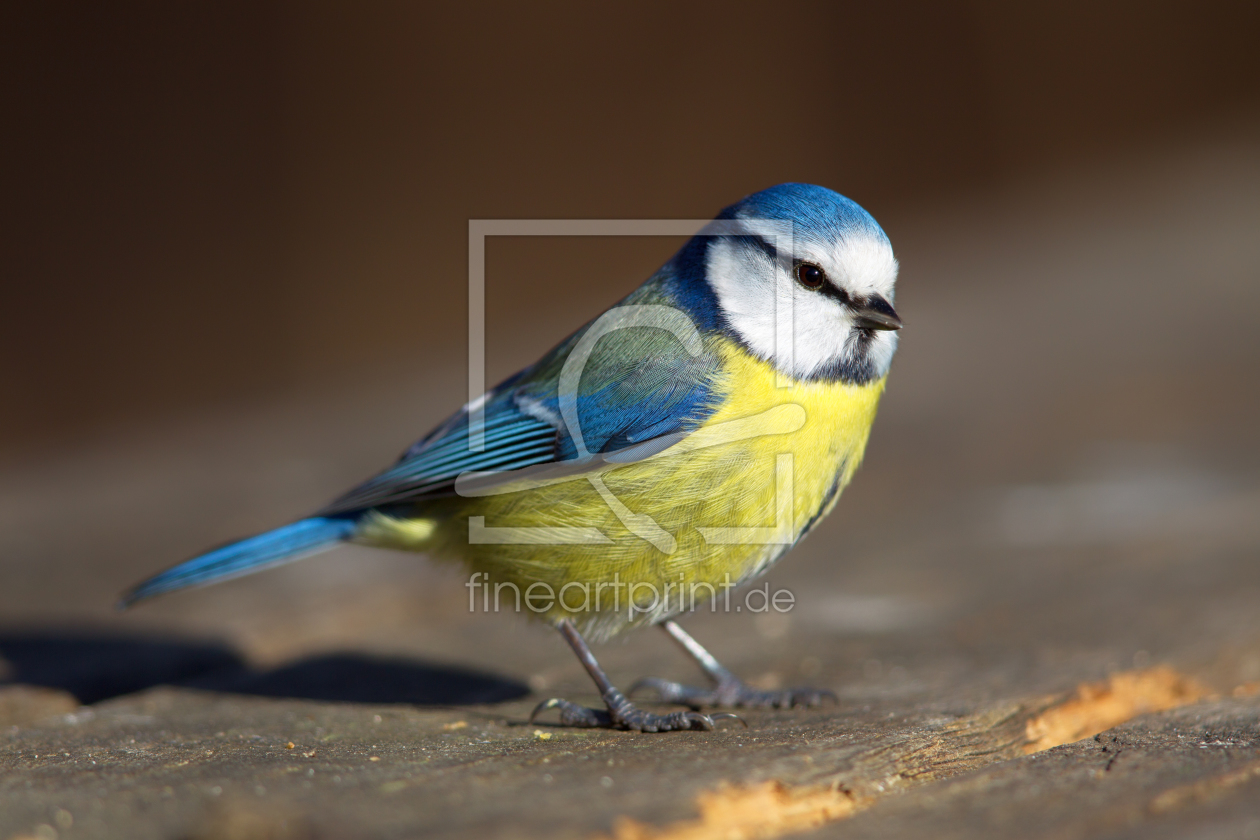 Bild-Nr.: 11972913 Blaumeise erstellt von DirkR