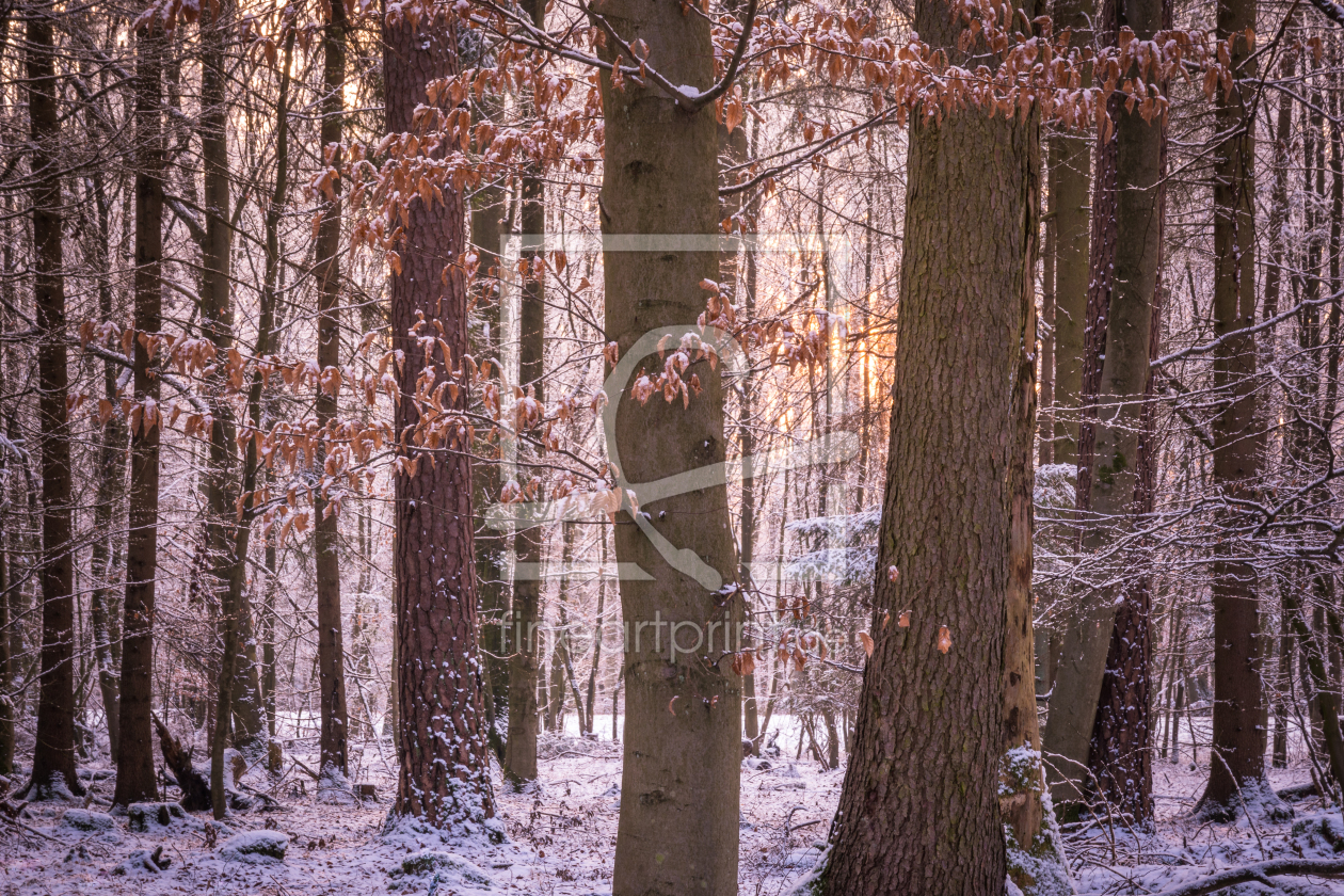 Bild-Nr.: 11973043 Buchen im Winter erstellt von luxpediation