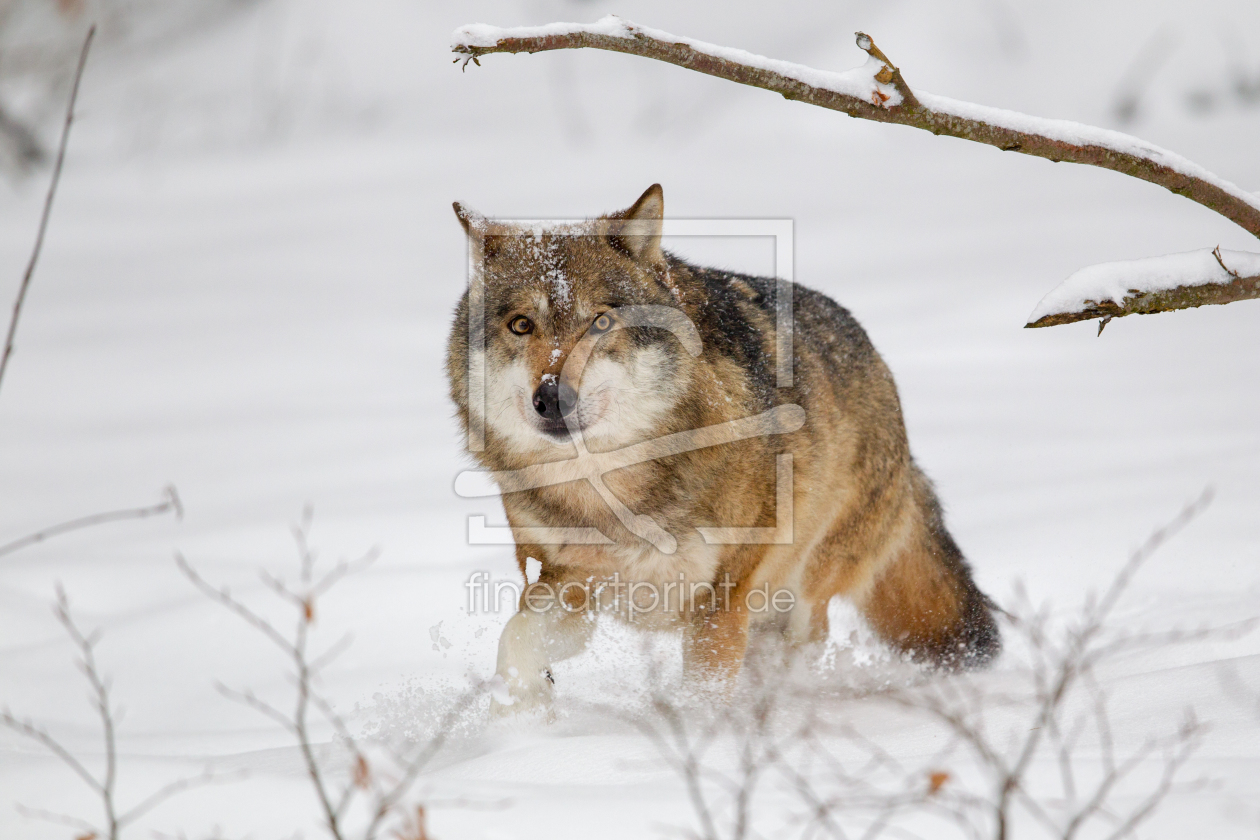 Bild-Nr.: 11973080 Wolf im Nationalpark Bayrischer Wald erstellt von DirkR