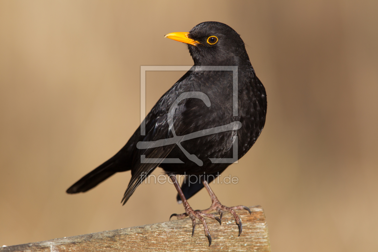 Bild-Nr.: 11973085 Amsel erstellt von DirkR