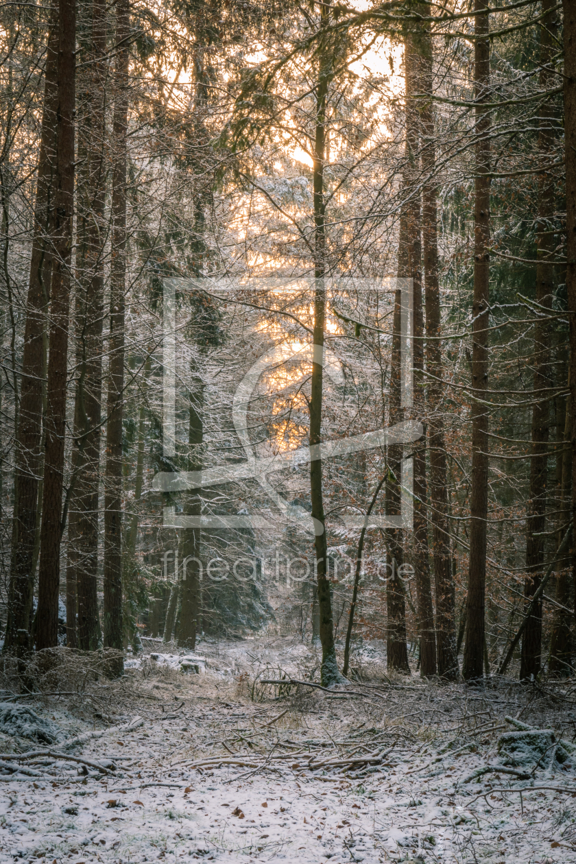 Bild-Nr.: 11973116 Wald im Winter erstellt von luxpediation