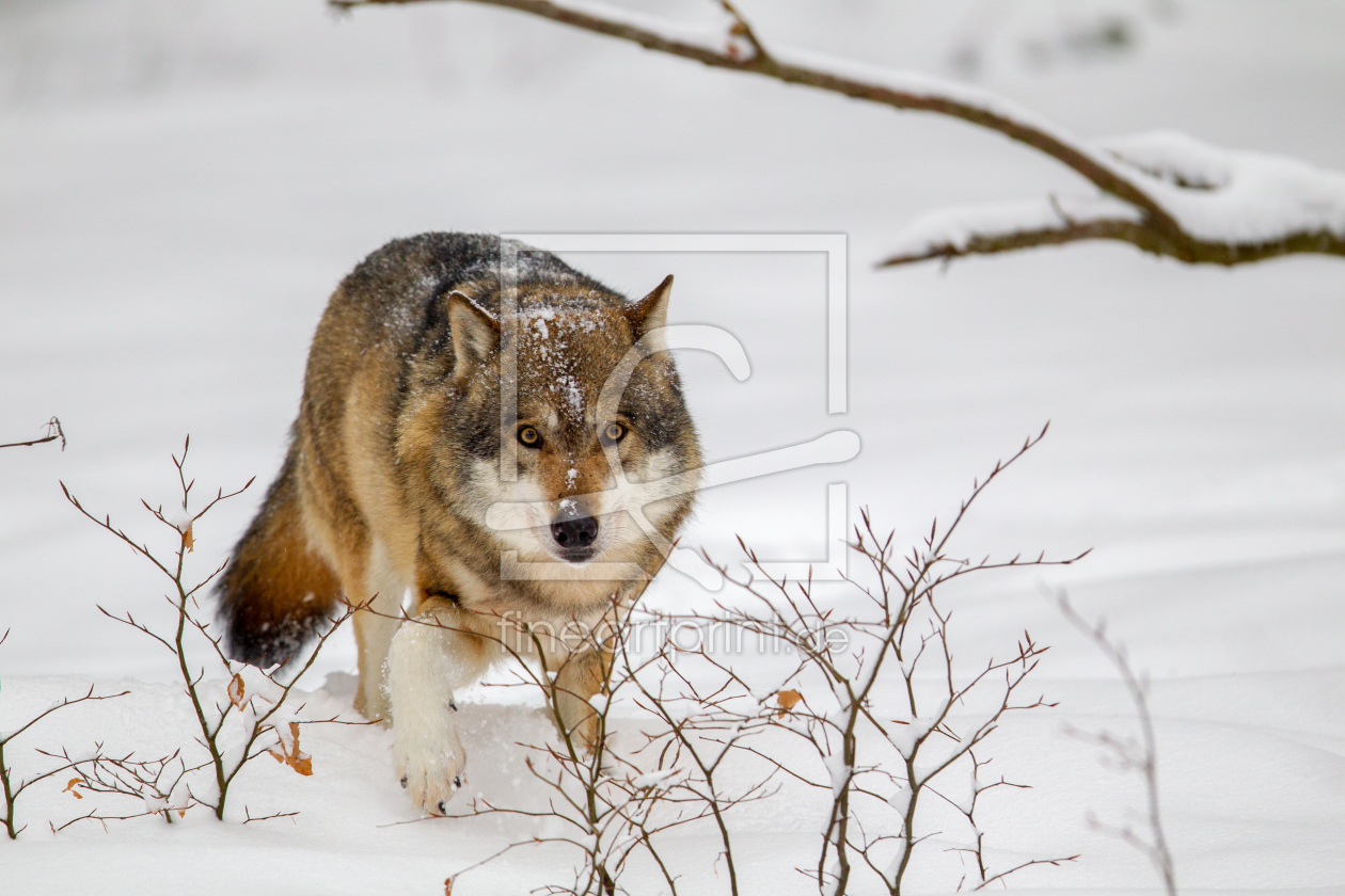 Bild-Nr.: 11973425 Wolf im Schnee erstellt von DirkR