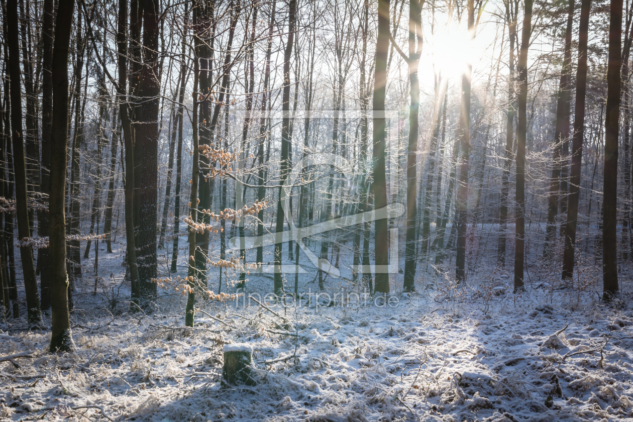 Bild-Nr.: 11975158 Winter im Wald erstellt von luxpediation