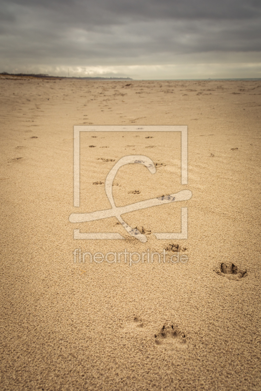 Bild-Nr.: 11975161 Pfoten im Sand erstellt von luxpediation