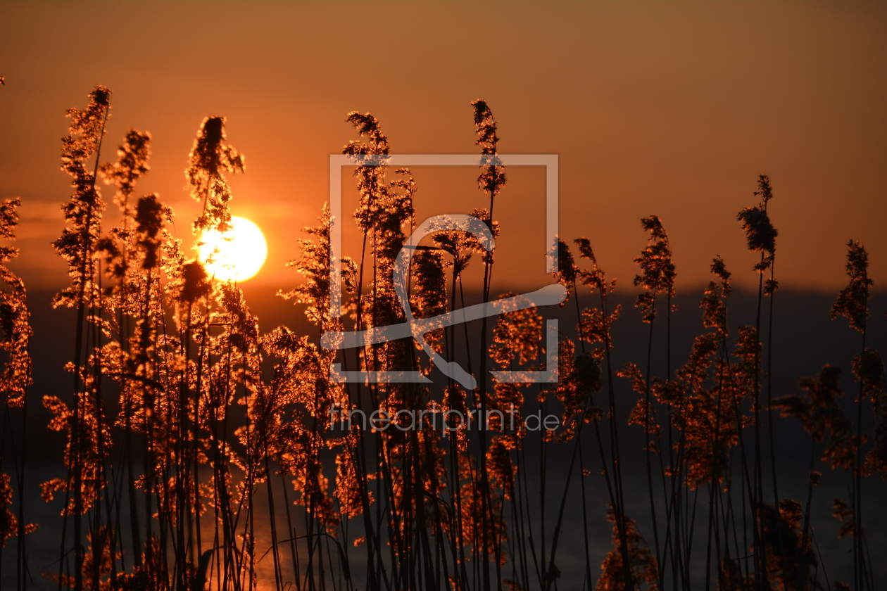 Bild-Nr.: 11975168 Abendsonne im Schilf erstellt von GUGIGEI