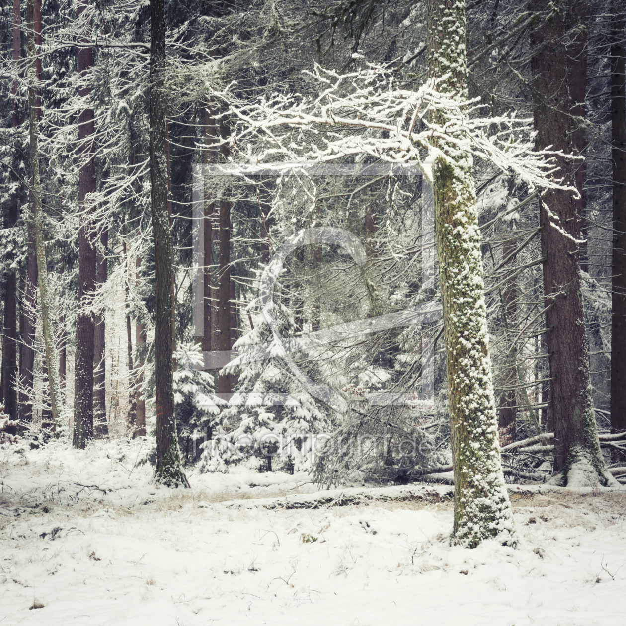 Bild-Nr.: 11975864 Schnee im Wald  erstellt von luxpediation