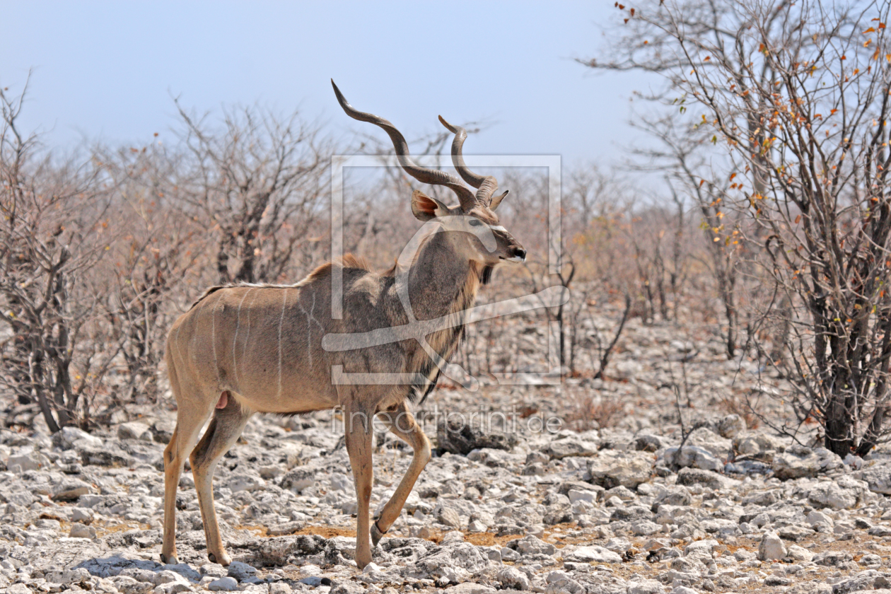Bild-Nr.: 11977280 Großer Kudu erstellt von DirkR