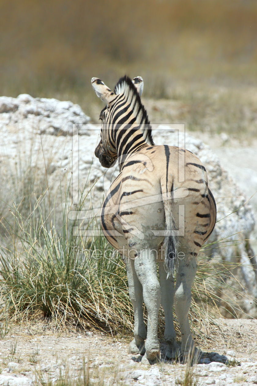 Bild-Nr.: 11977281 Steppenzebra im Etosha Nationalpark erstellt von DirkR