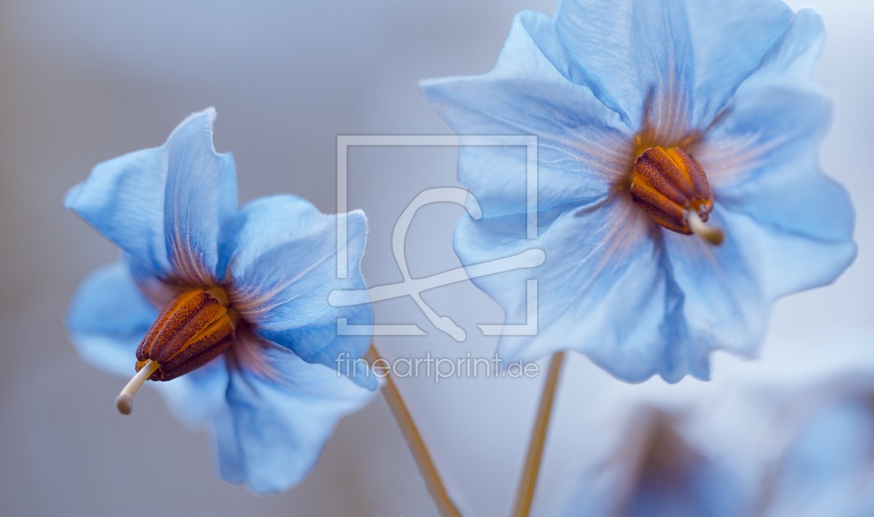 Bild-Nr.: 11977441 Blaue Blüten erstellt von Ulrike Adam