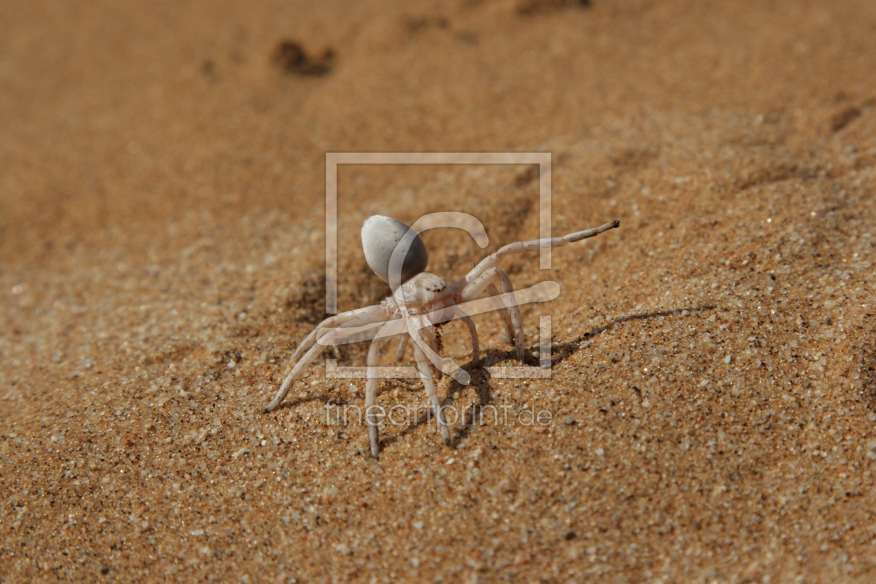 Bild-Nr.: 11977520 Goldene Radspinne erstellt von DirkR