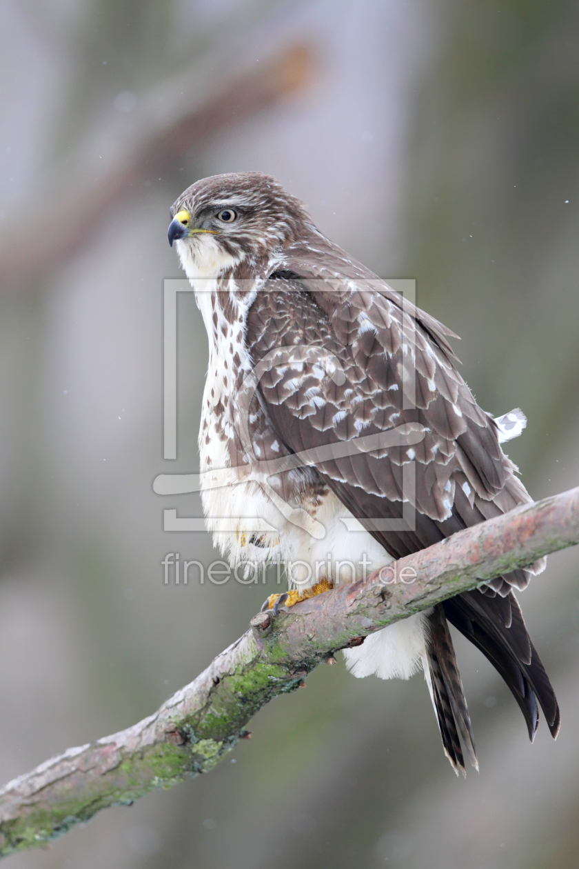 Bild-Nr.: 11977593 Bussard im Winter erstellt von DirkR