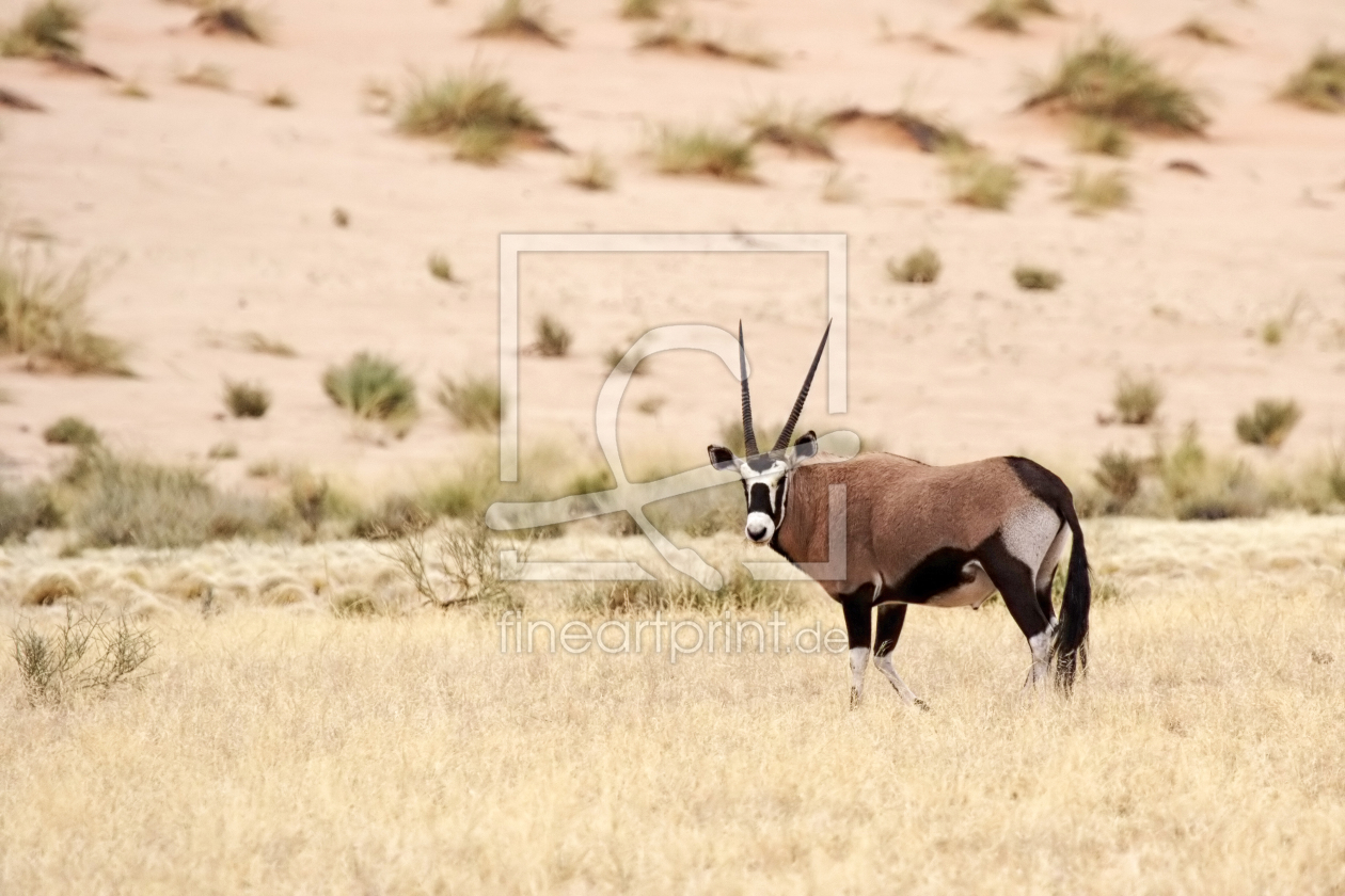 Bild-Nr.: 11978110 Oryx in Namibia erstellt von DirkR