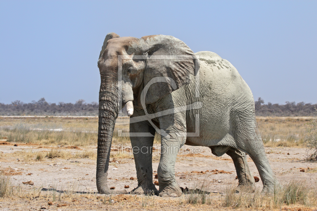 Bild-Nr.: 11978111 Elefant im Etosha Nationalpark erstellt von DirkR