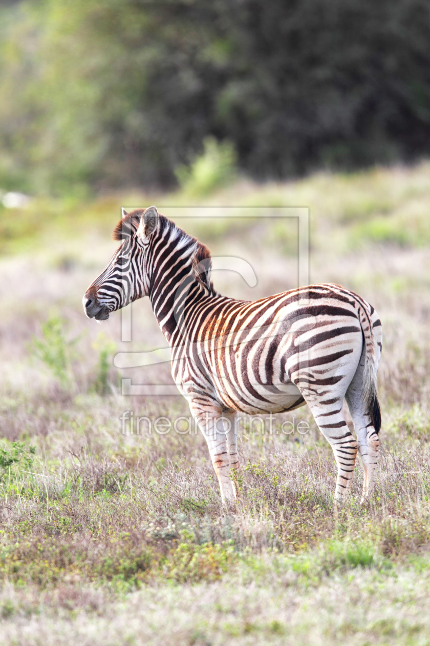 Bild-Nr.: 11978203 Steppenzebra erstellt von DirkR