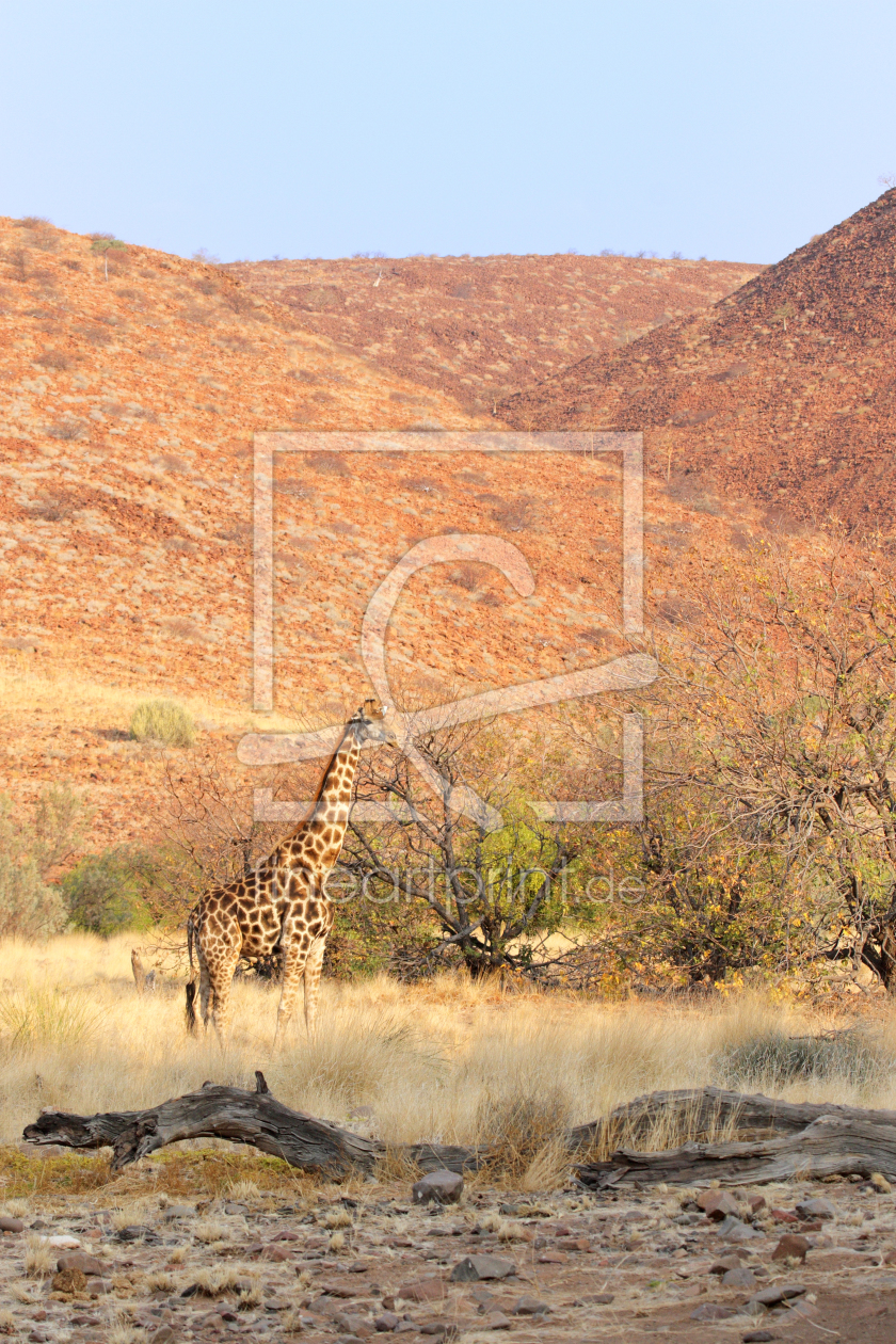 Bild-Nr.: 11978302 Giraffe in Namibia erstellt von DirkR