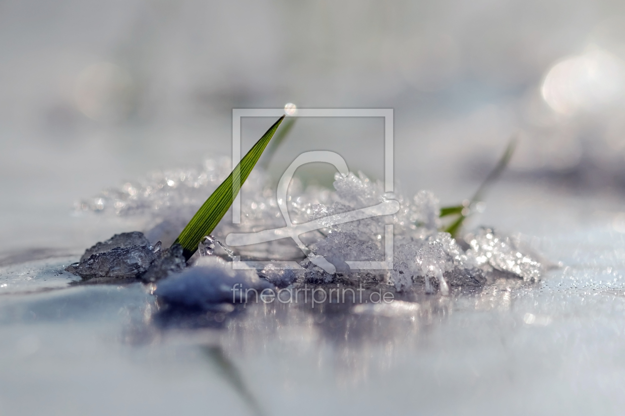 Bild-Nr.: 11978378 Gräser in der Winterzeit erstellt von Ostfriese