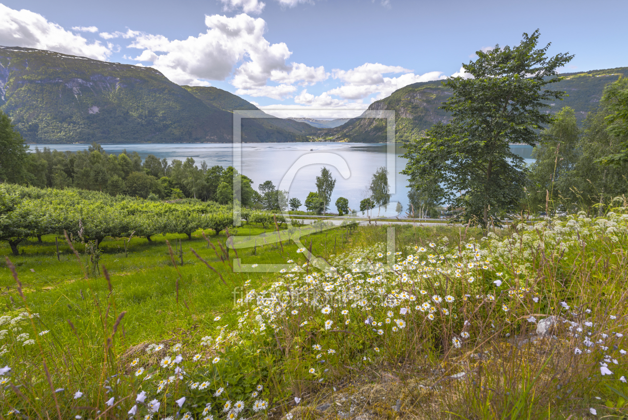 Bild-Nr.: 11978524 Blumenwiese am Fjord - Norwegen erstellt von KundenNr-160338