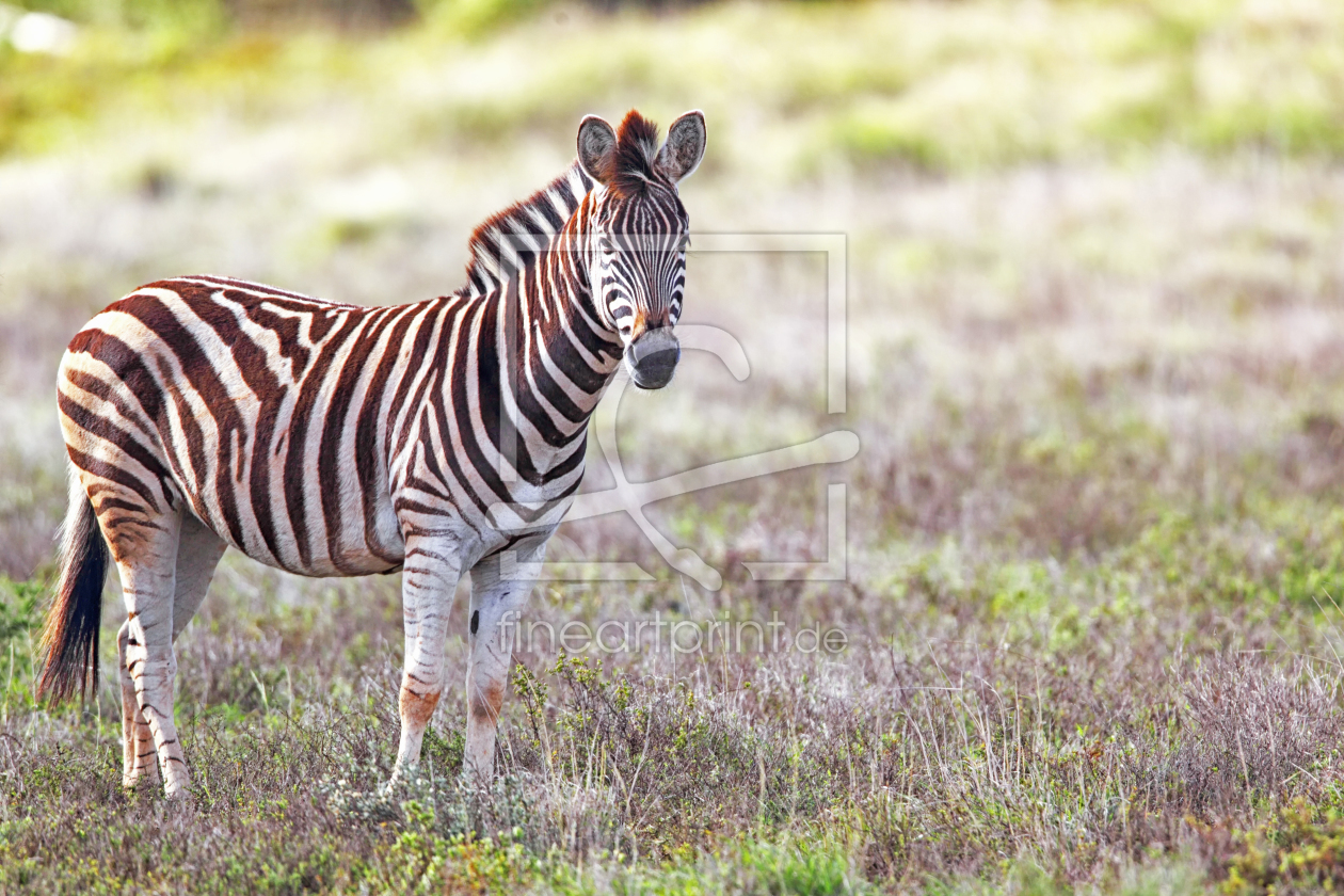 Bild-Nr.: 11978680 Steppenzebra erstellt von DirkR