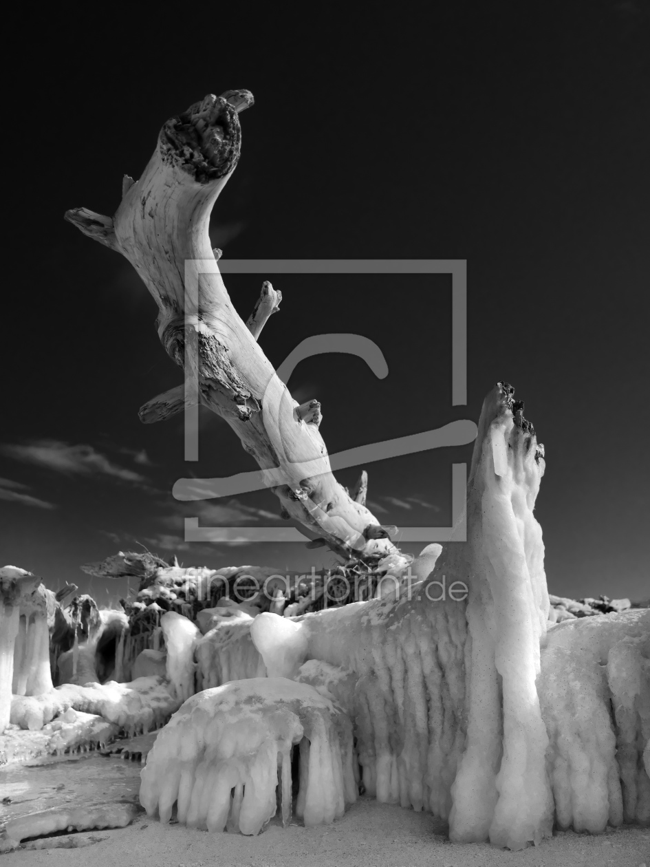 Bild-Nr.: 11979124 Baumstamm mit Eis am Darßer Weststrand erstellt von dresdner