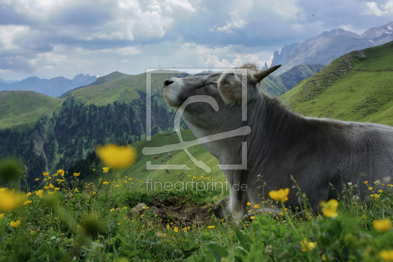 Bild-Nr.: 11979261 Kuh in den Dolomiten erstellt von MartinaW