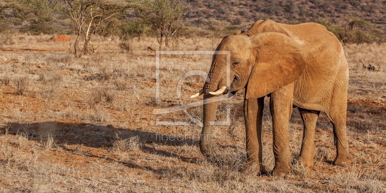 Bild-Nr.: 11980112 Junger Elefantenbulle erstellt von Thomas Herzog