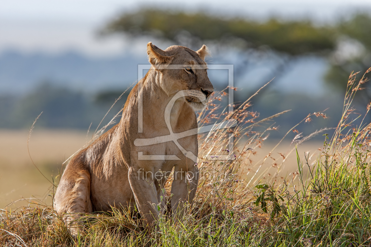 Bild-Nr.: 11980117 Lioness erstellt von Thomas Herzog