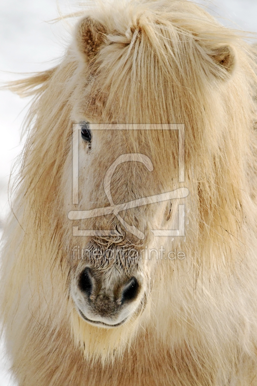 Bild-Nr.: 11980160 Isländer Ponyportrait erstellt von Ostfriese