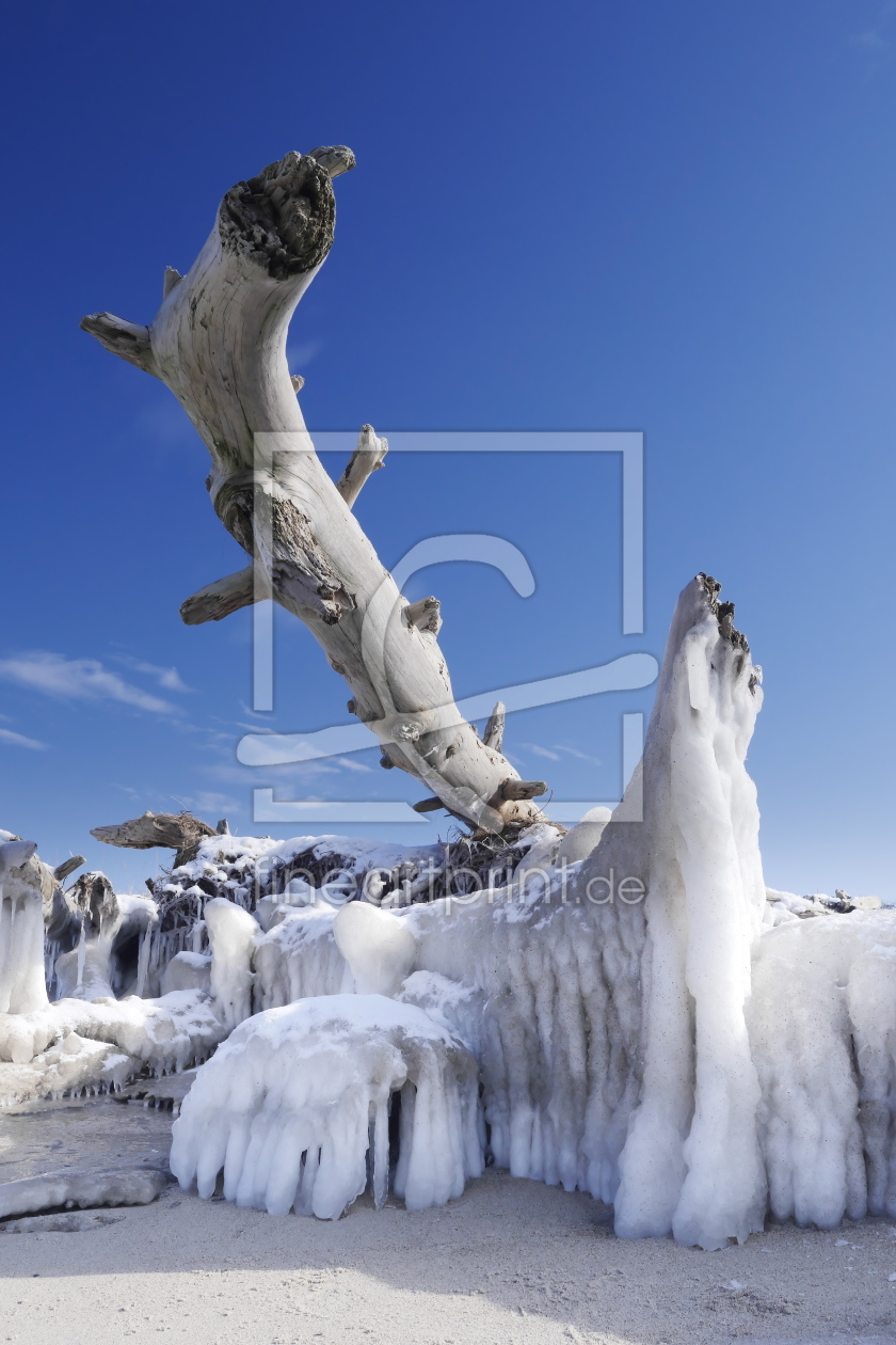 Bild-Nr.: 11980792 Baumstamm mit Eis am Darßer Weststrand erstellt von dresdner