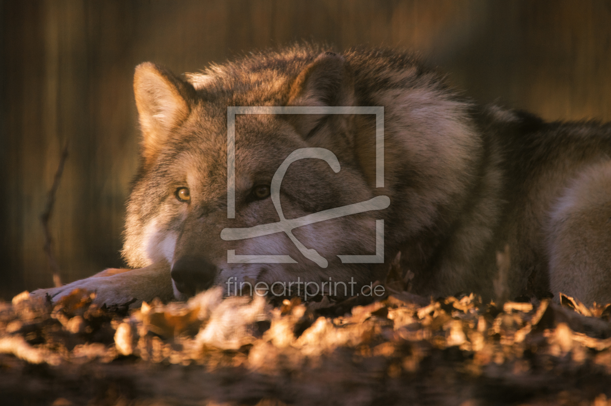 Bild-Nr.: 11980796 Wolf in der Abendsonne erstellt von Tanja Riedel