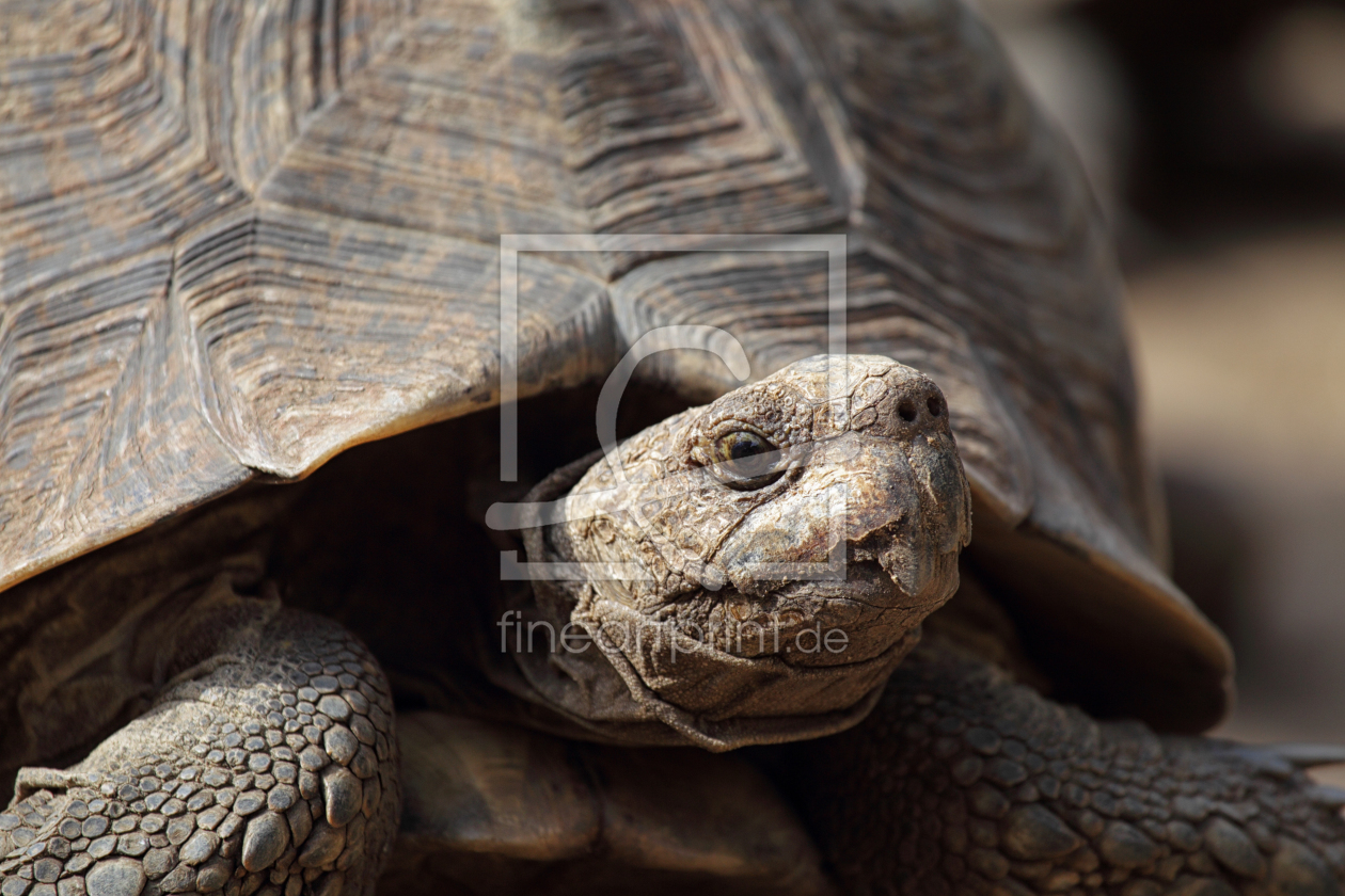 Bild-Nr.: 11980936 Pantherschildkröte erstellt von DirkR