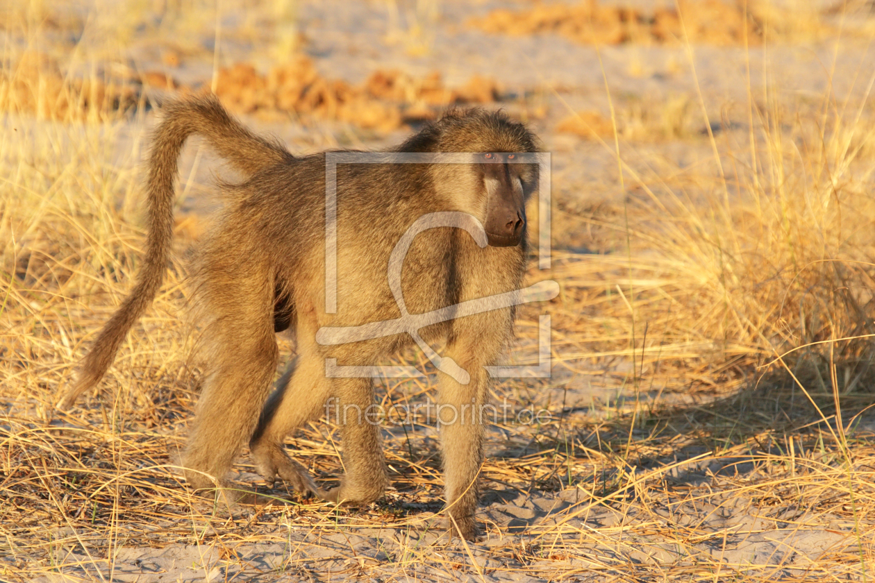 Bild-Nr.: 11981301 Steppen-Pavian im Okavango Delta erstellt von DirkR