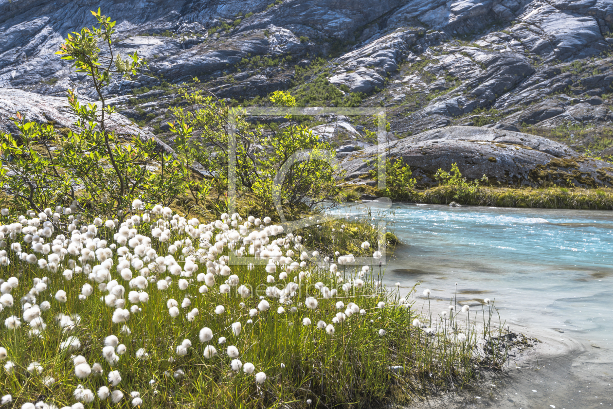Bild-Nr.: 11981347 Wollgras am Bergsee - Norwegen erstellt von KundenNr-160338