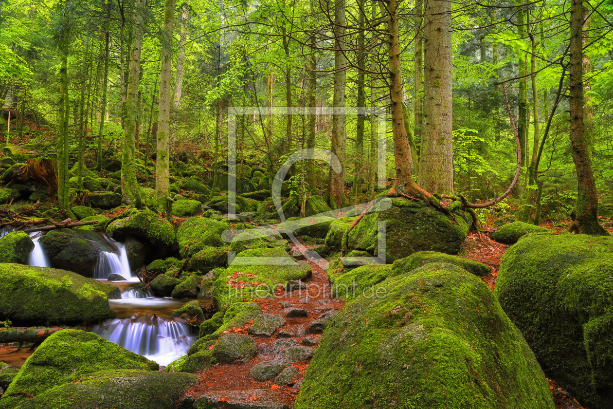 Bild-Nr.: 11981539 Wald erstellt von Thomas Herzog