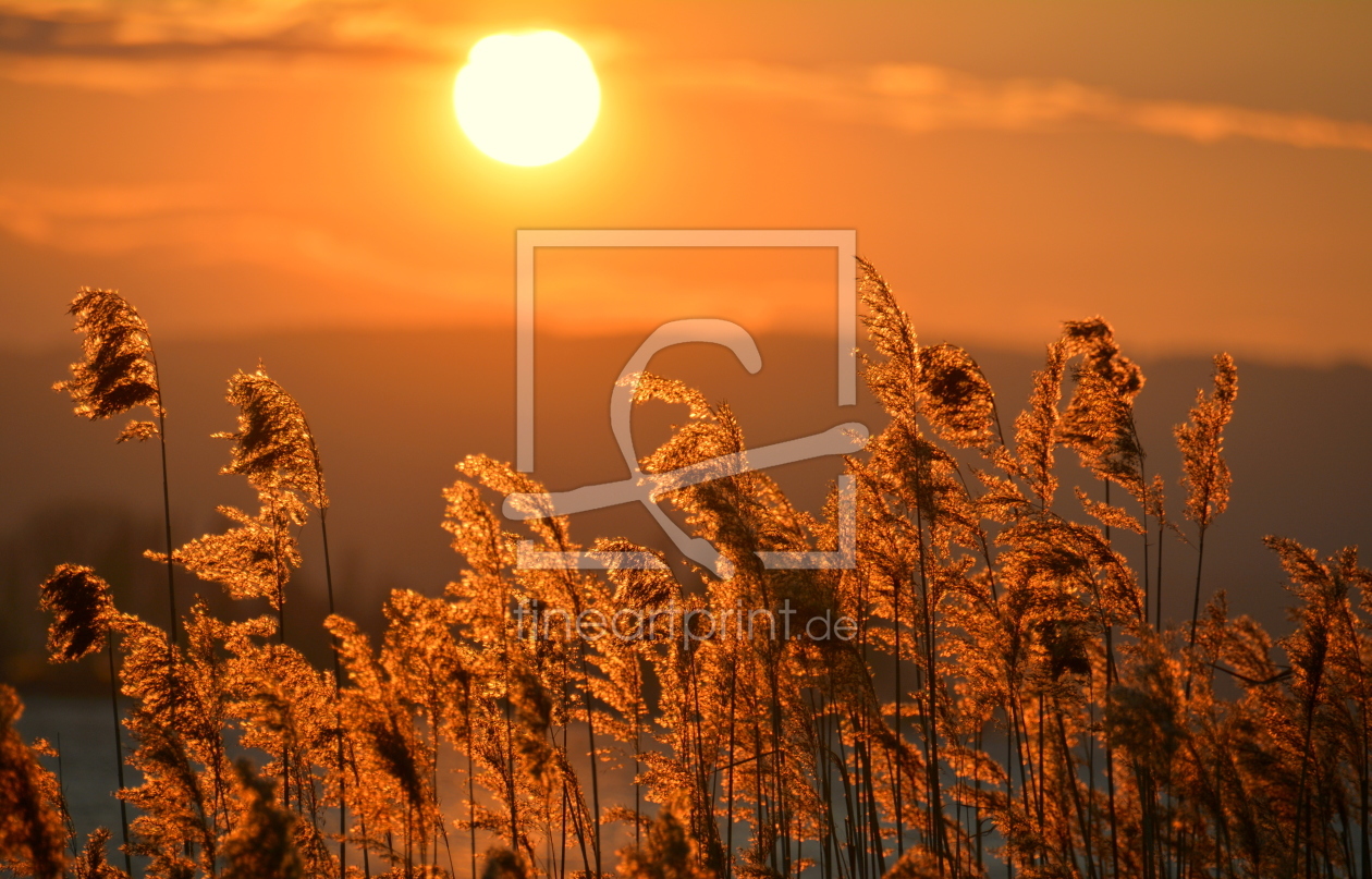 Bild-Nr.: 11981823 goldne Abendsonne erstellt von GUGIGEI