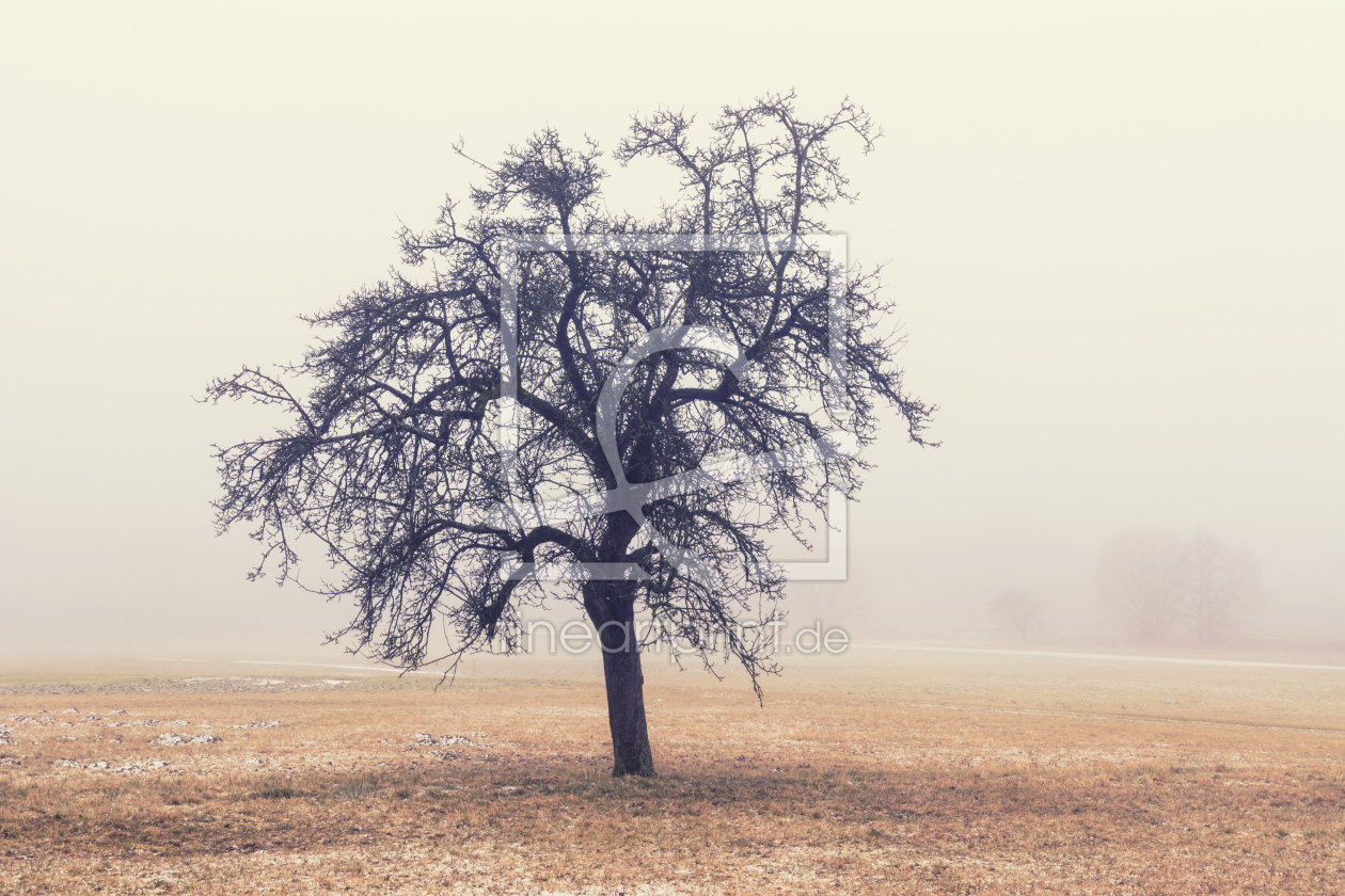 Bild-Nr.: 11982165 Winter Baum erstellt von luxpediation