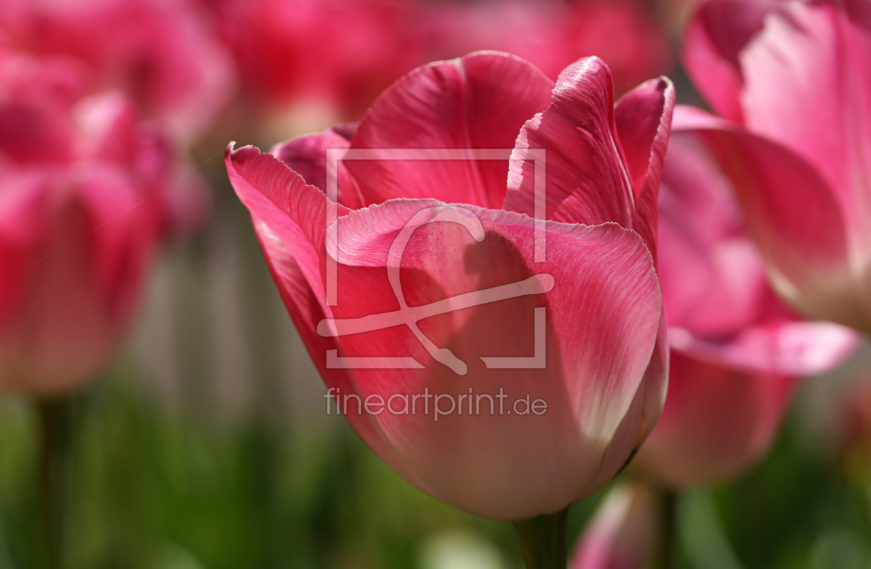 Bild-Nr.: 11982167 Tulips Bild-Nr.: 11982167 Tulips erstellt von youhaveadream